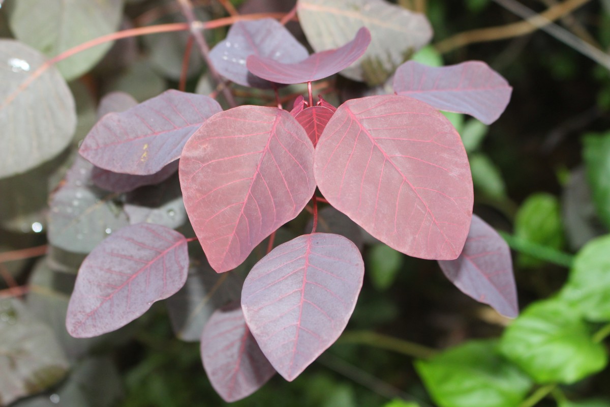 Euphorbia cotinifolia L.